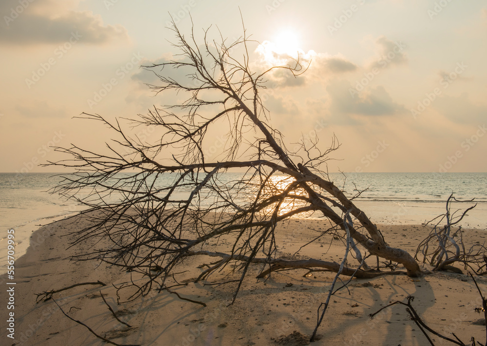 Fototapeta premium Remote tropical island beach with dead tree