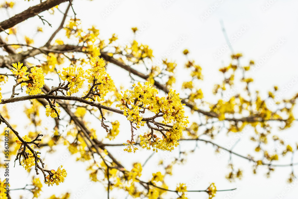 Flowering dogwood tree against a cloudy sky. Traditional spring blooming. Beautiful background Flowering dogwood tree against a cloudy sky. Traditional spring blooming. Beautiful background