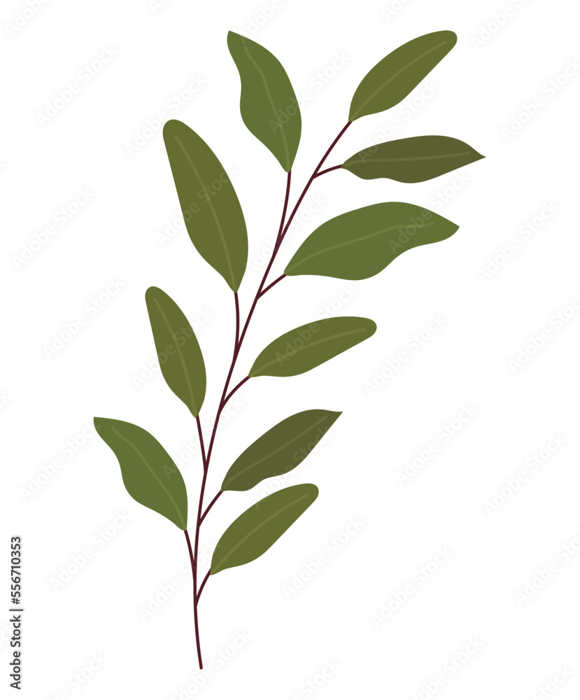 plant branch illustration