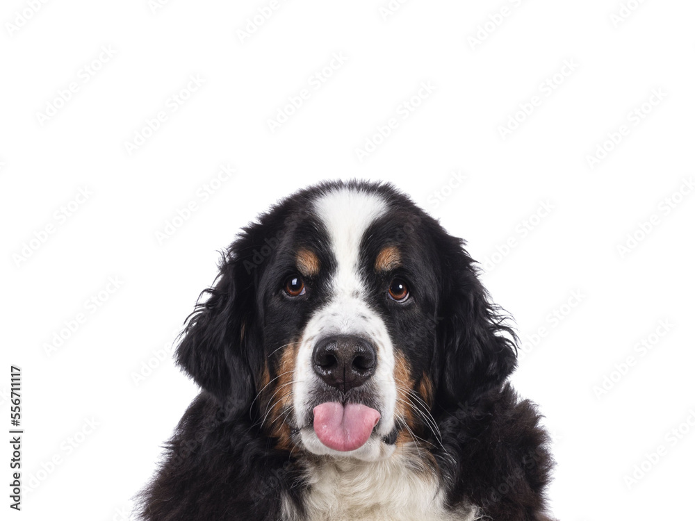 Funny head shot of pretty adult Berner Sennen dog, sticking out tongue. Looking towards camera. Isolated cutout on a transparent background.