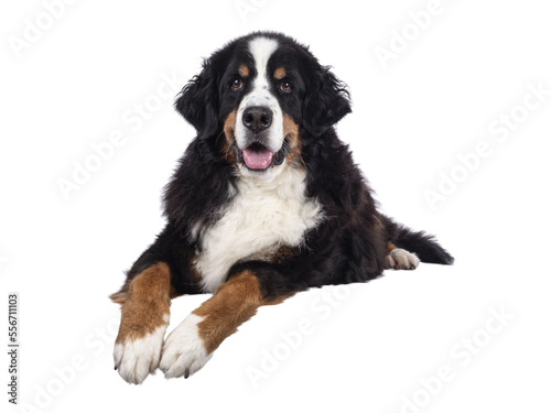 Fototapeta Naklejka Na Ścianę i Meble -  Pretty adult Berner Sennen dog, laying down facing front on edge. Looking towards camera. Isolated cutout on a transparent background.