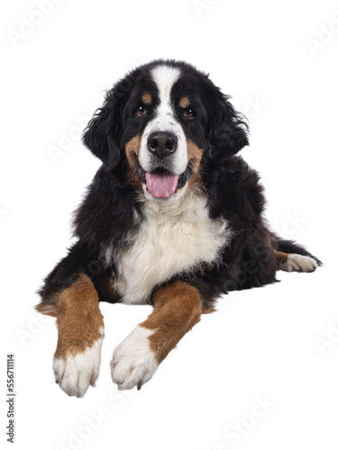 Pretty adult Berner Sennen dog, laying down facing front on edge. Looking towards camera. Isolated cutout on a transparent background.