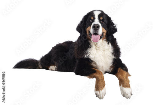 Pretty adult Berner Sennen dog, laying down side ways on edge. Looking towards camera with tongue out. Isolated cutout on a transparent background. photo