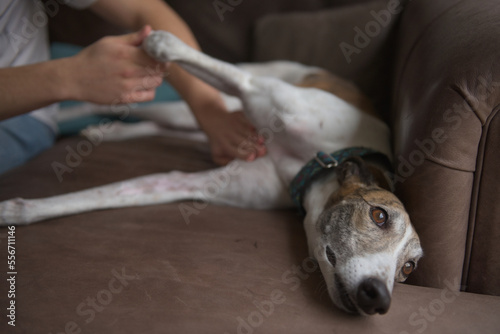 Owner gives belly or stomach rub to well behaved pet greyhound dog
