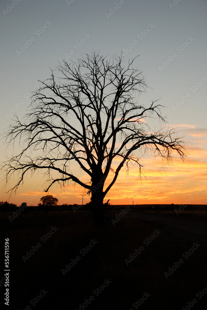 A solitary tree on the prairie at sunset