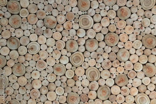 Cross-section of the stump used in the background texture.