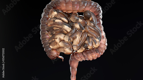 Human Stomach Anatomy Digestion, concept of the intestine, From the mouth to the intestines, laxative, traitement of constipation, esophagus, swallowing and the digestion of food, 3D reander	 photo