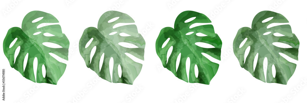 BOTANY LEAF VECTOR DRAWING