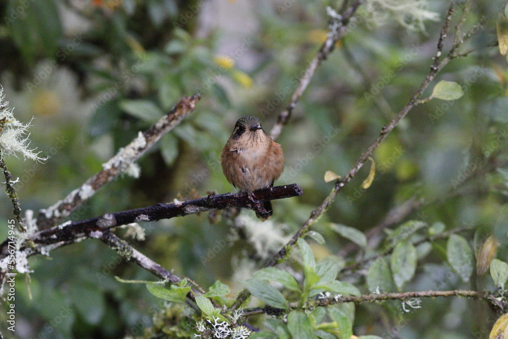 Adelomyia melanogenys. Un hermoso colibrí de Manizales, Caldas, Colombia Adelomyia melanogenys. Un hermoso colibrí de Manizales, Caldas, Colombia