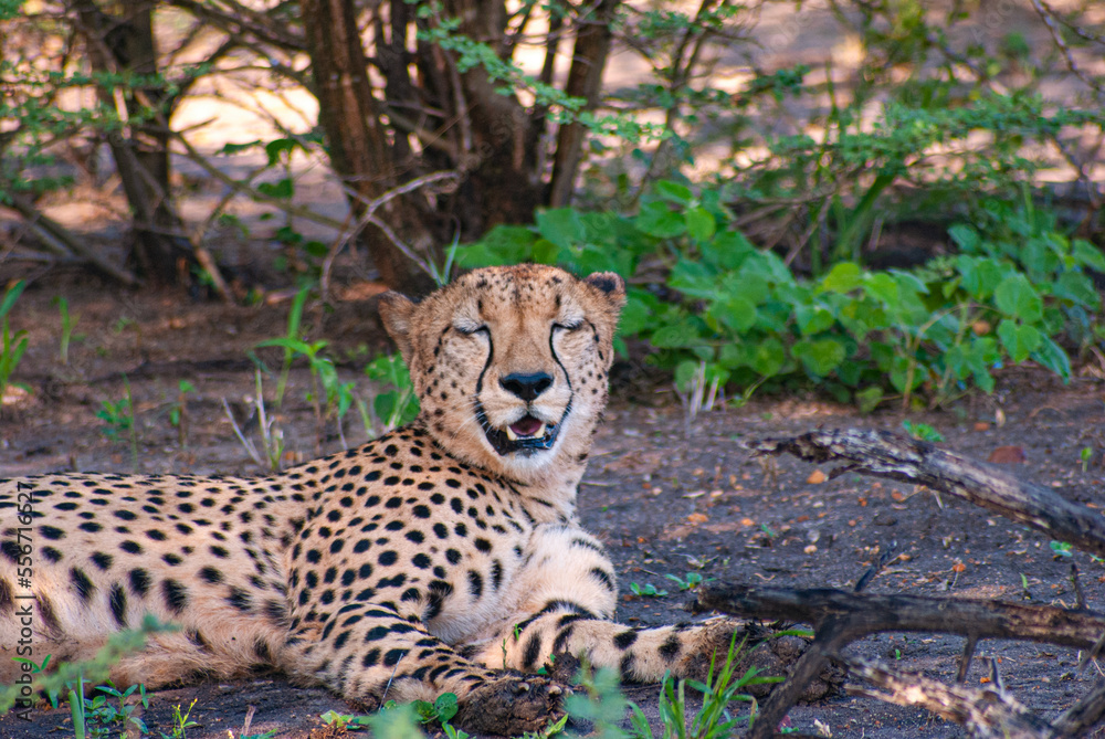 Obraz premium Cheetah