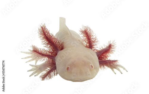 Front view of white axolotl aka Ambystoma mexicanum, laying on surface facing front. Isolated cutout on a transparent background.