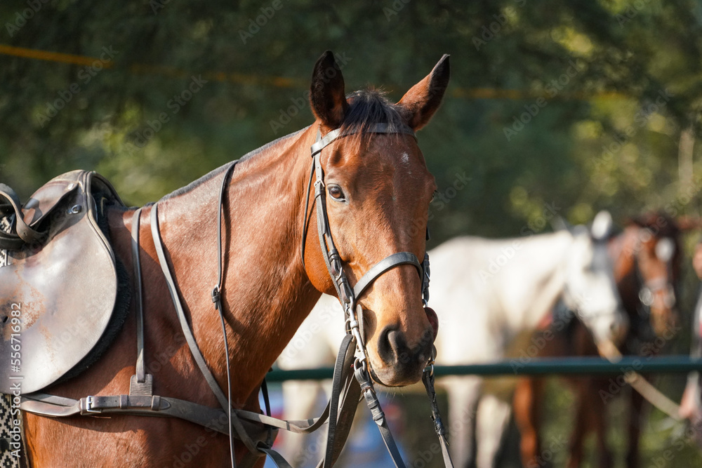 Obraz premium polo horse on off the field