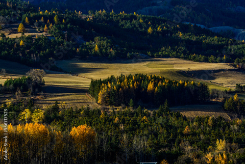 Wallpaper Mural forest Torontodigital.ca
