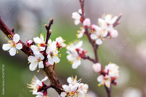 Cherry plum branch with white flowers. Cherry plum blossoms