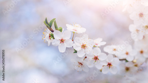 A cherry plum branch with white flowers in delicate light tones. Cherry plum blossoms