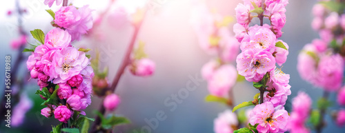 Pink sakura flowers on a dark background in a sunbeam. Panorama © Volodymyr