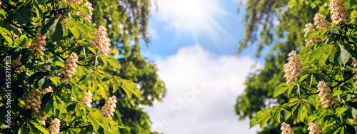 Chestnut blossoms. Chestnut branches with flowers on the background of the sky in sunny weather with a sunbeam