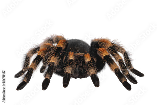 Front view of moving Mexican Redknee tarantula aka Brachypelma hamorii. Isolated cutout on transparent background.