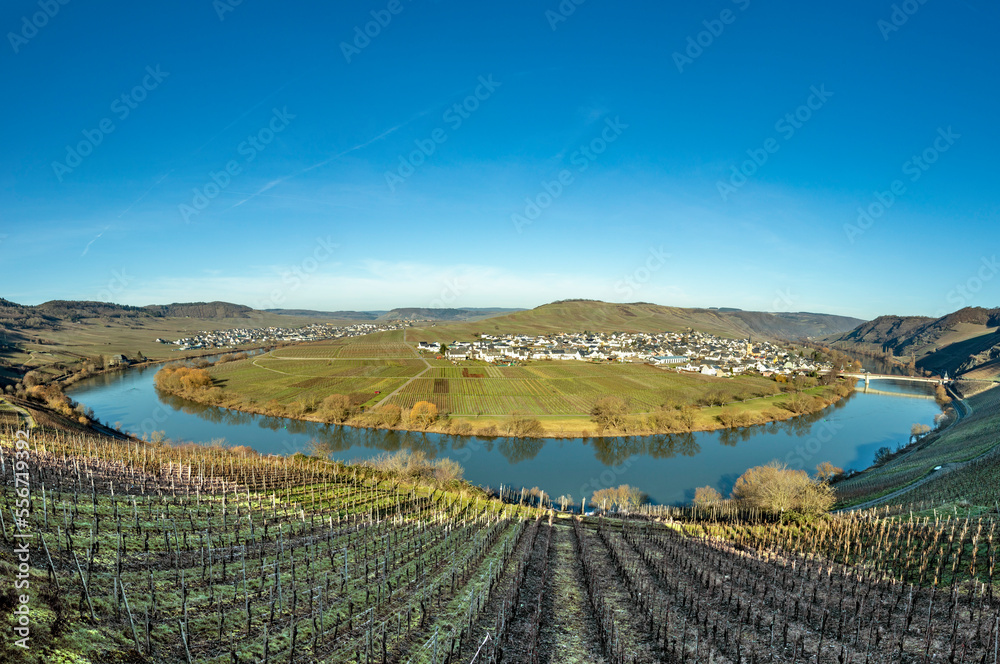 scenic moselle river loop with village Trittenheim seen from Leiwen