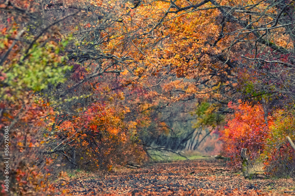 Bright autumn forest with red and orange leaves of smoke tree Bright autumn forest with red and orange leaves of smoke tree