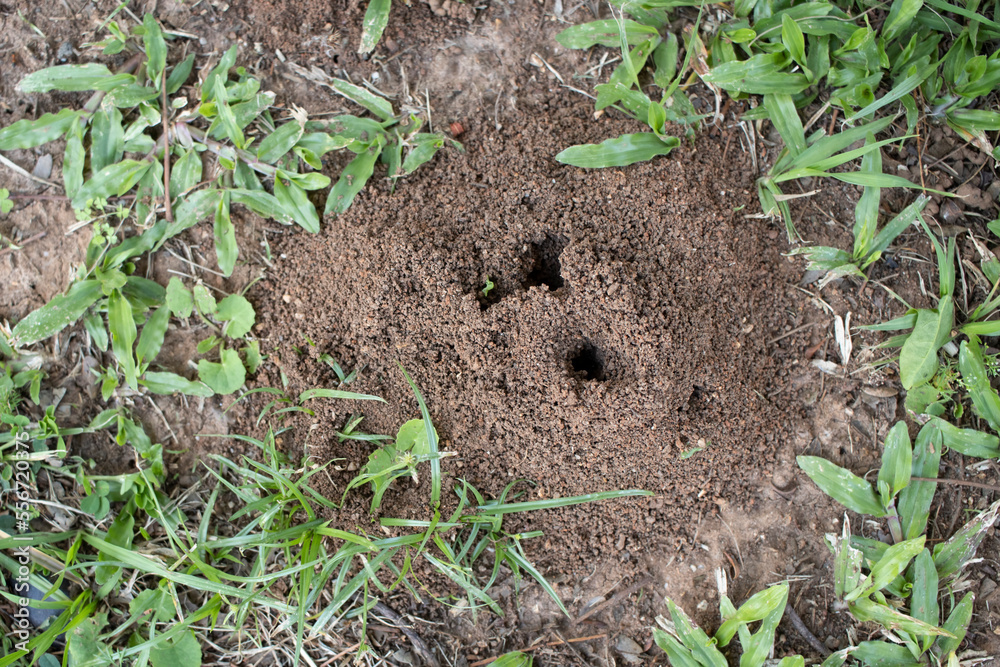 Fire Ant's Hill cone of soil and dirt made by ants digging the ground