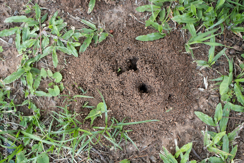 Fire Ant's Hill cone of soil and dirt made by ants digging the ground. Pest Control Conceptual photo