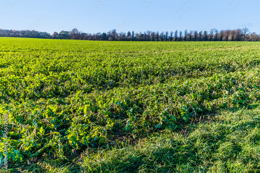 A view of a field of newly planted Rapeseed near to Lubenham, UK in winter A view of a field of newly planted Rapeseed near to Lubenham, UK in winter