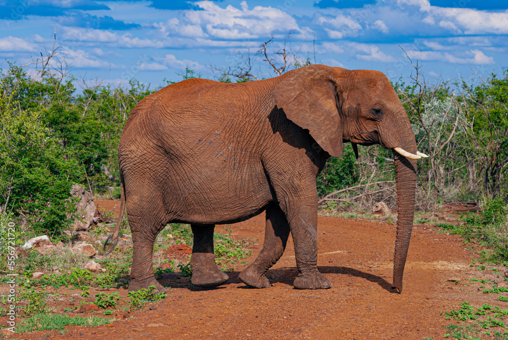 Fototapeta premium Elephant