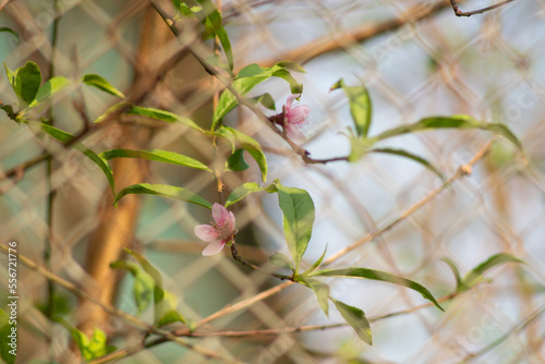Peach blossom blooms on Vietnamese Lunar New Year
