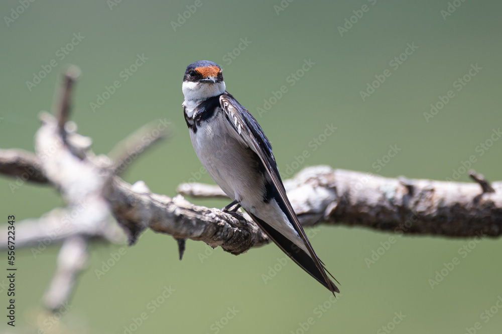 Obraz premium Hirundo albigularis - White-throated swallow - Hirondelle à gorge blanche