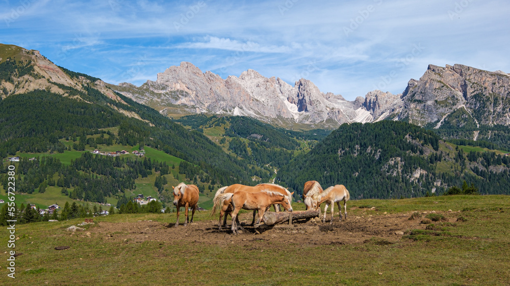Obraz premium Horses at the high plateau of Monte Pana near St. Christina in the Dolomites mountains, South Tyrol, Italy