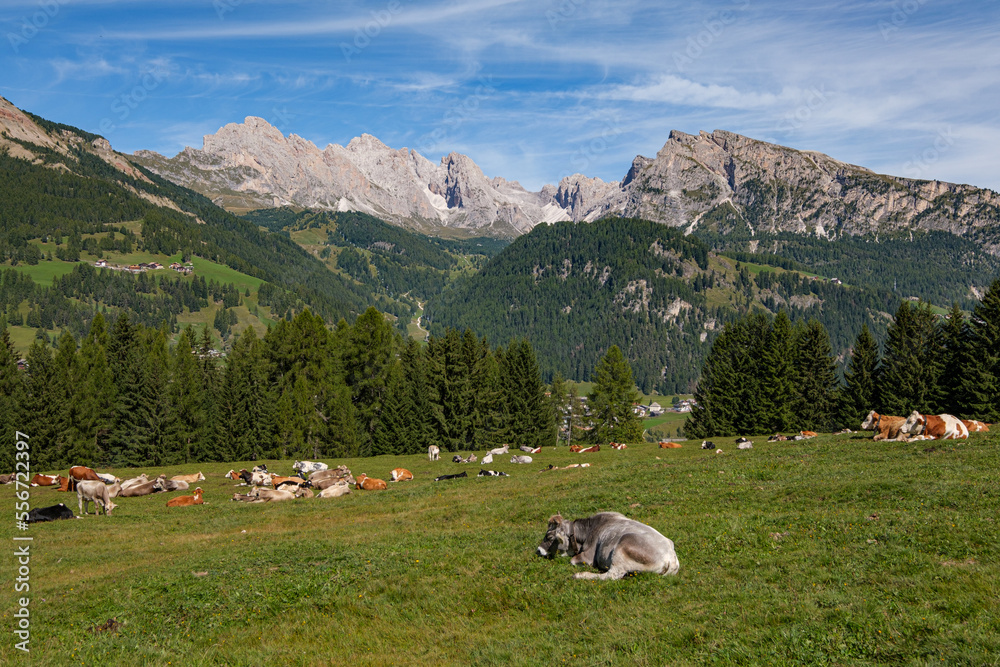 Cows at the high plateau of Monte Pana near St. Christina in the Dolomites mountains, South Tyrol, Italy
