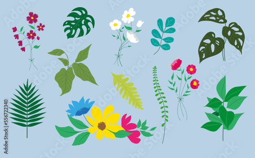 Vector illustration of flowers, botany, decorations