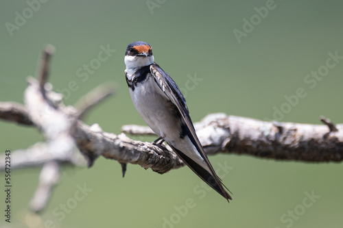 Hirundo albigularis - White-throated swallow - Hirondelle à gorge blanche photo