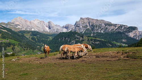 Horses at the high plateau of Monte Pana near St. Christina in the Dolomites mountains, South Tyrol, Italy photo
