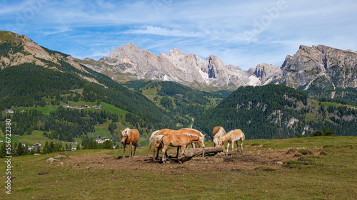 Horses at the high plateau of Monte Pana near St. Christina in the Dolomites mountains, South Tyrol, Italy photo