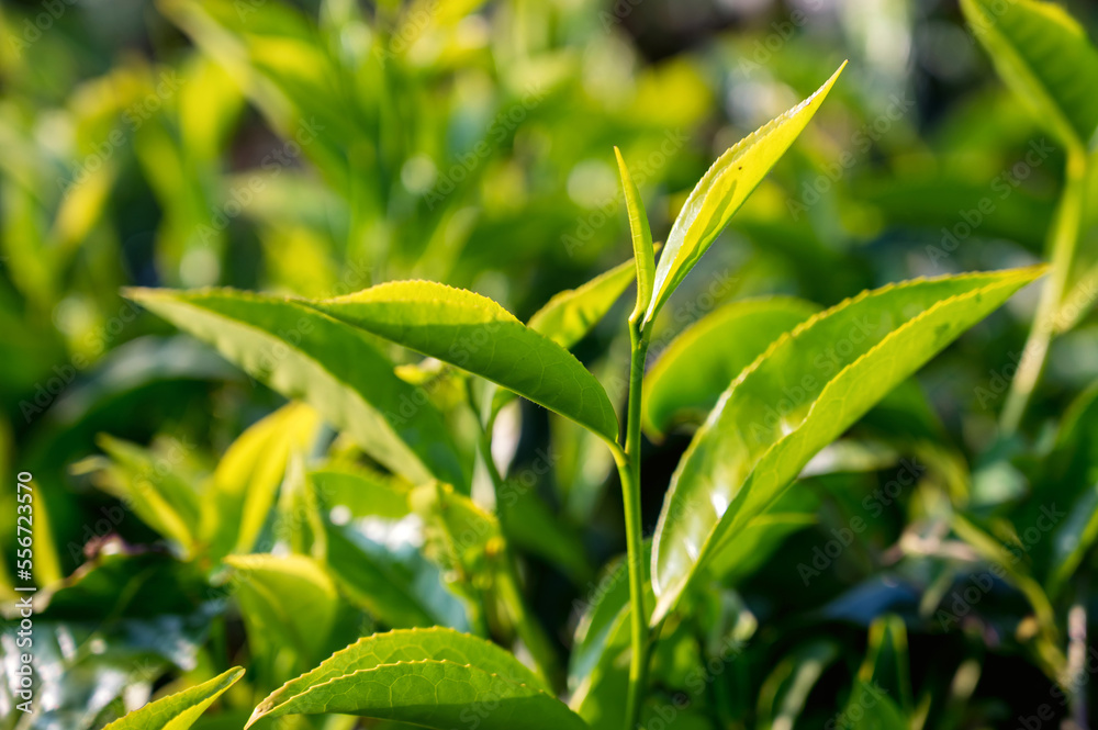 Close-up photograph of tender fresh tea bud and leaves Close-up photograph of tender fresh tea bud and leaves