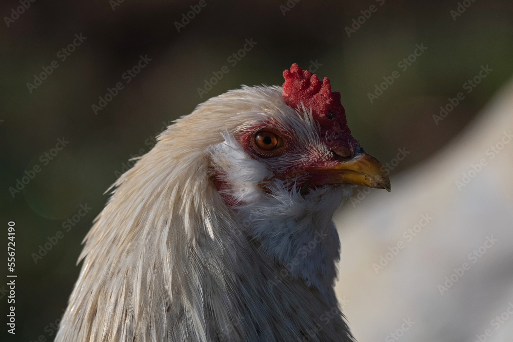 Feral White Chicken With Golden Eyes Pauses for a Moment