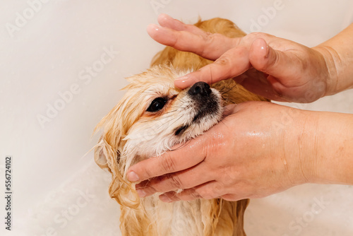 Pomeranian takes a shower and washes up. The spitz stands submissively under the pressure of the water. The dog is bathed photo