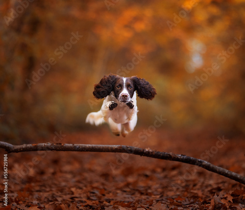 Obraz na płótnie american cocker spaniel