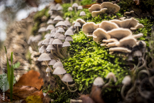 different mushrooms on the tree photo