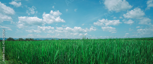 Panoramic view of rice fields on a sunny day and beautiful blue sky