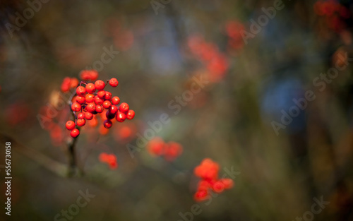 red autumn fruits