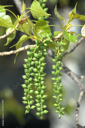 Close-up of Senecio rowleyanus, String of Pearls plant with tiny pea-shaped leaves
