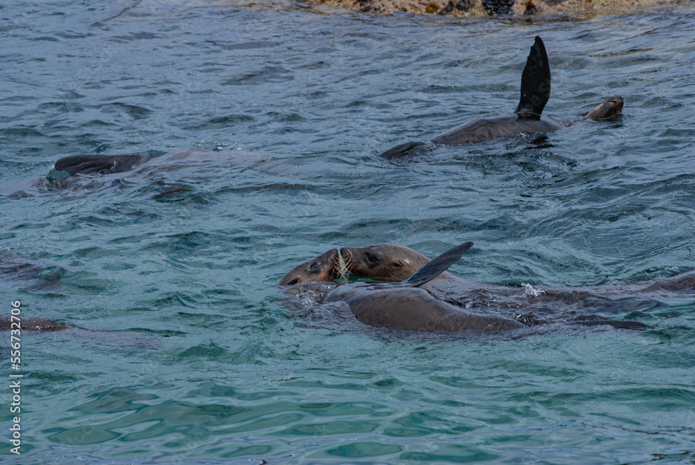 Fototapeta premium Seal Island