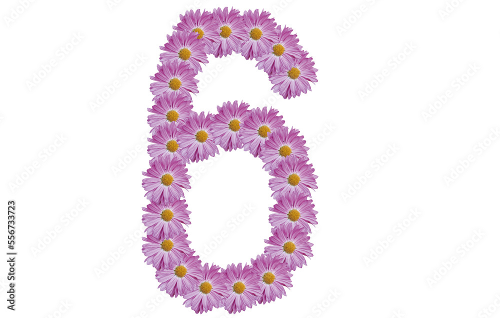 Number six made with pink flower isolated on white background. Spring concept idea.