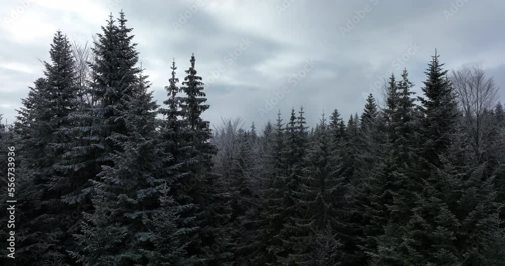 Aerial view of north snowy forest winter landscape, snowfall and first fresh snow covered forest, top down view.