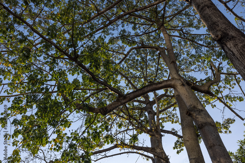 Fototapeta premium Weaving of Trees