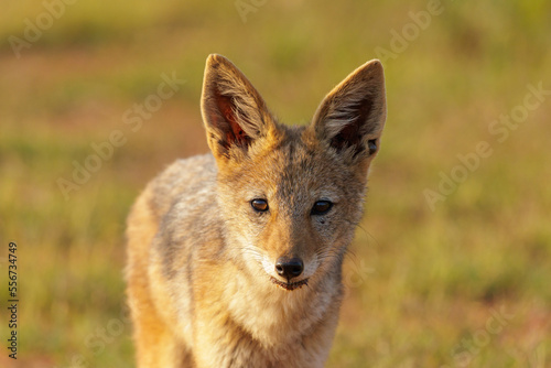 Portrait of a wild black-backed jackal (Lupulella mesomelas) in Africa