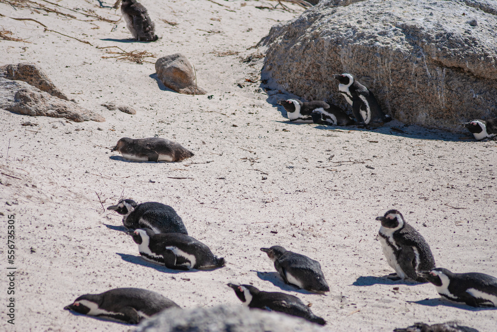 Obraz premium Penguin